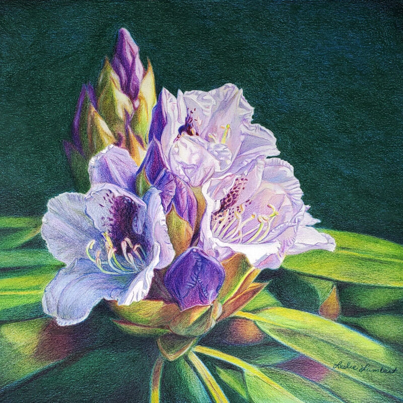 Rhododendron Blossoms